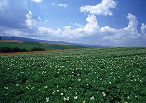 三鷹市で納得できる家族葬を行う会社