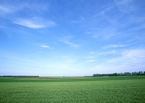 愛するペットを大切に供養するためのペット霊園の選び方とサービスガイド