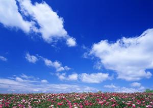 静岡県で安心・低価格の家族葬を提供する【家族葬のタクセル】の総合案内