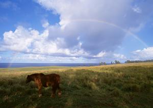 藤枝市の永代供養ならここが安心
